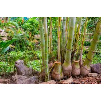 Nice Bamboo Plant